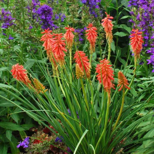 Kniphofia Redhot Popsicle, Red Hot Poker Redhot Popsicle, Poker Plant Redhot Popsicle, Torch Lily Redhot Popsicle, Tritoma Redhot Popsicle, Red flowers, Red Kniphofia, Red Red Hot Poker, Red Poker Plant, Red Torch Lily