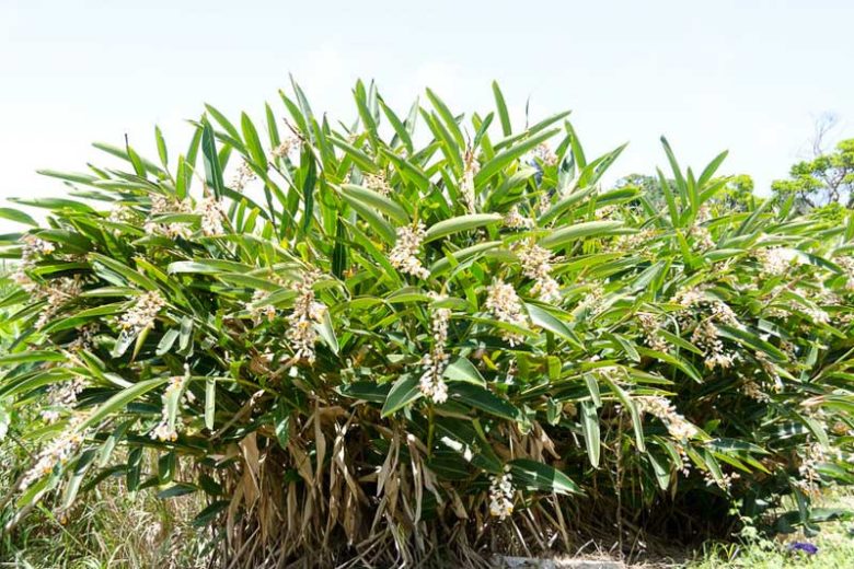 Alpinia zerumbet, Indian Shell Flower, Pink Porcelain Lily, Shell Ginger, Alpinia speciosa, Alpinia nutans, White Flowers, Yellow Flowers, Red Flowers