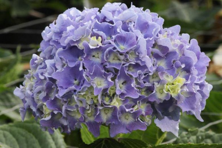Hydrangea Macrophylla 'Spike', Spike Hydrangea, Bigleaf Hydrangea 'Spike', Mophead Hydrangea 'Spike', Hortensia 'Spike', Blue Hydrangea, Pink Hydrangea