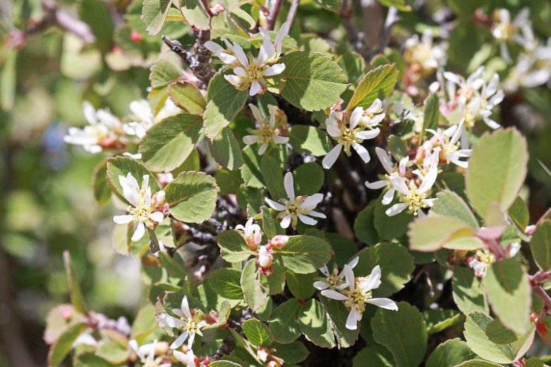 Amelanchier utahensis, Utah Serviceberry, Pale-leaved Serviceberry, Utah Service-berry, Western Serviceberry, Shrub, Fall color, Shrub with berries