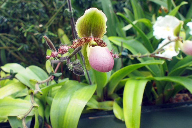 Paphiopedilum Pinocchio gx, Pinocchio Venus Slipper Orchid, Pinocchio Lady Slipper Orchid,  Pink Orchids, Easy Orchids, Easy to Grow Orchids