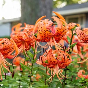 Lilium Lancifolium, Lilium Tigrinum,  Lilium Tigrinum Var splendens, Lilium Tigrinium Flore Pleno, Species & Cultivars of Species Group, Summer flowering Bulb, mid summer flowering lilies