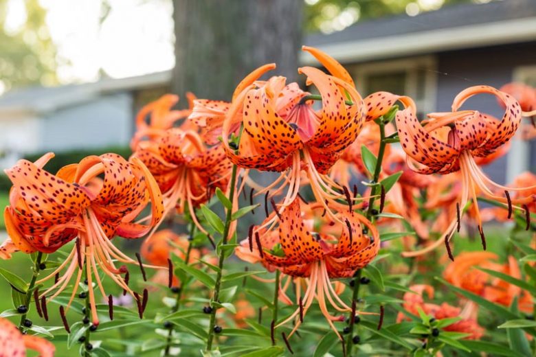 Lilium Lancifolium, Lilium Tigrinum,  Lilium Tigrinum Var splendens, Lilium Tigrinium Flore Pleno, Species & Cultivars of Species Group, Summer flowering Bulb, mid summer flowering lilies