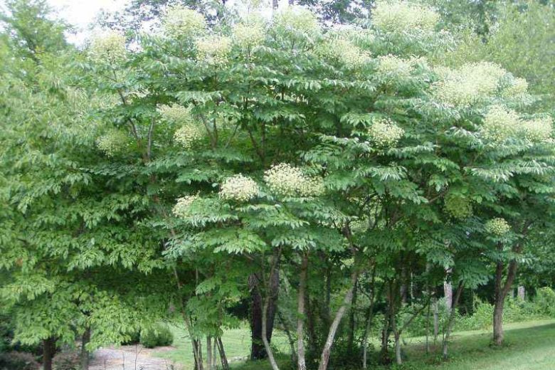 Aralia spinosa, Devil's Walking Stick, Hercules Club, Angelica Tree, Pigeon Tree, Shotbush, Prickly Elder, Prickly Ash
