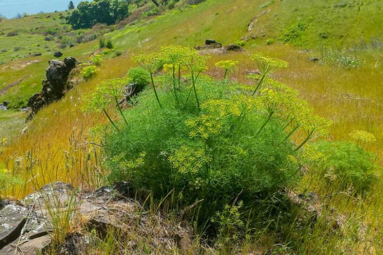Lomatium dissectum, Fernleaf Biscuitroot, Fernleaf Desert-Parsley,Carrotleaf, Biscuitroot, Chocolate Tips, Fernleaf Desert-Parsley, Giant Lomatium, Lace-Leaved Leptotaenia, Wild Carrot, Yellow Flowers