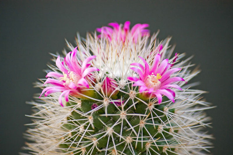 Mammillaria,  Miniature Cactus, Small Cactus, fishhook cactus, Feather cactus, Ladyfingers cactus, Old lady cactus, Powder puff cactus, Mammillaria bocasana, Mammillaria grahamii, Mammillaria