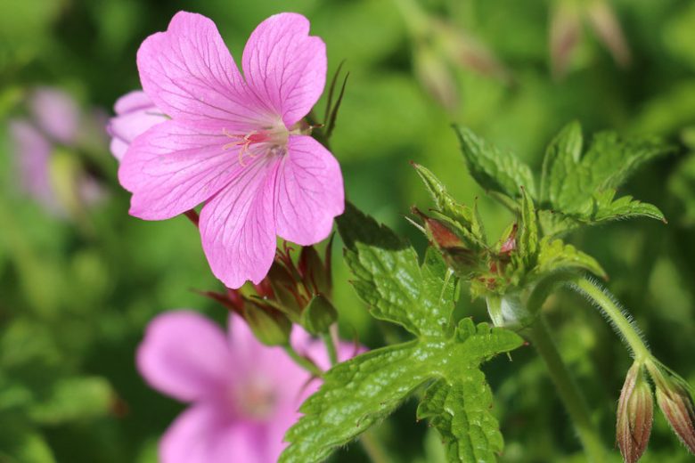 Geranium 'Wargrave Pink', Hardy Geranium Wargrave Pink, Cranesbill 'Wargrave Pink', Geranium Endressii 'Wargrave Pink', Geranium x Oxonianum 'Wargrave', Geranium 'Wargrave Pink', Best geraniums, Best groundcovers, pink geranium, salmon geranium