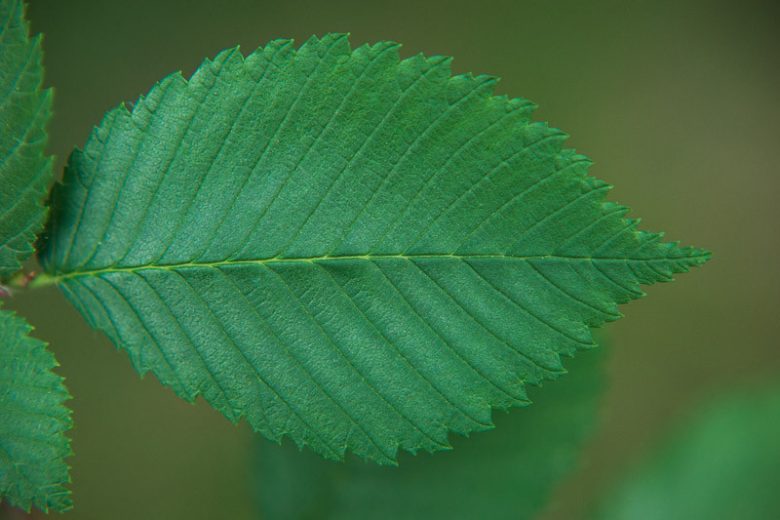 Ulmus alata, American Elm, American Water Elm,  Water Elm, White Elm, Tree with fall color, Fall color, Attractive bark Tree