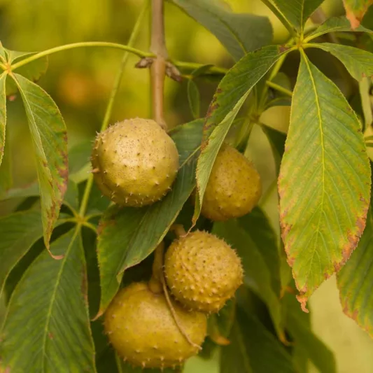 Aesculus glabra, Ohio Buckeye, Yellow Flowers, Texas Buckeye, Fetid Buckeye, Horse Chestnut