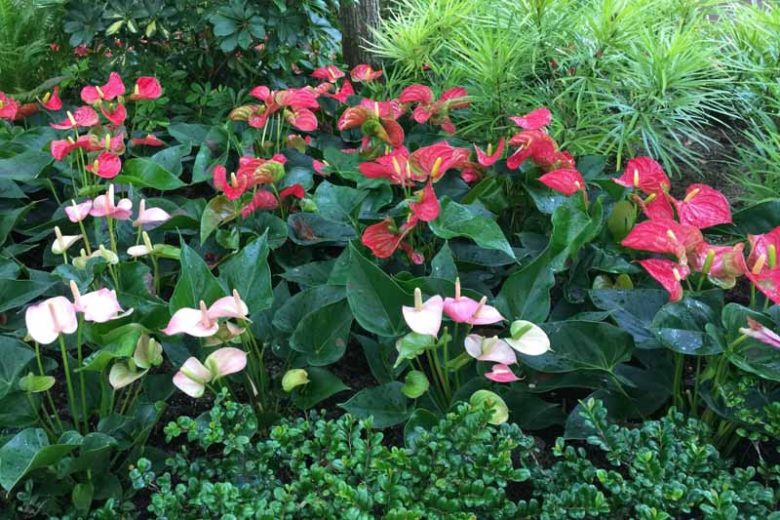 Anthurium andraeanum, Tail Flower, Flamingo Flower, shade loving plants, shade plants, Shade flowers, shade loving flowers