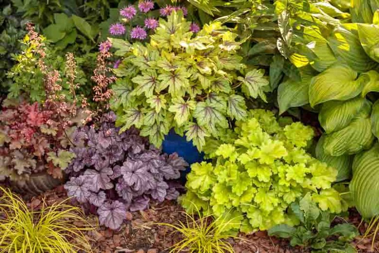 Heucherella Fun and Games® 'Eye Spy', Evergreen perennials, Chartreuse Heucherella, Chartreuse Foamy Bells, Pink Heucherella, Pink Foamy Bells