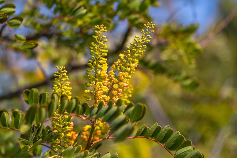 Caesalpinia mexicana, Mexican Bird of Paradise, Mexican Caesalpinia, Mexican Poinciana, Tabachín del Monte, Bird of Paradise Shrub, Yellow Bird of Paradise Shrub, Desert Bird of Paradise Shrub