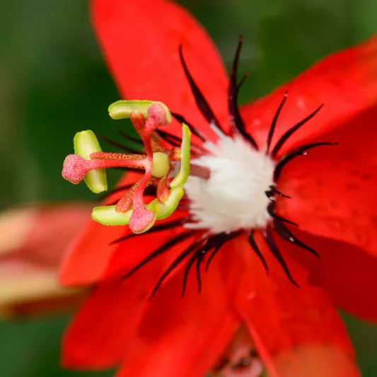 Passiflora Racemosa, Red Passion Flower, Red  Passion Vine, Red Passionflower, Red Passionvine, Red Vines, Mediterranean Vines, Red Flowers, Evergreen Vines