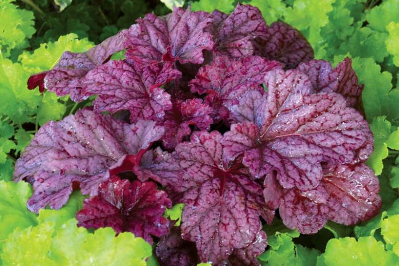 Heuchera 'Berry Smoothie', Coral Bells 'Berry Smoothie', Alum Root 'Berry Smoothie', Coral Flower 'Berry Smoothie', Shade plants, Evergreen plants, Pink Heuchera, Pink Coral Bells, Pink Alum Root