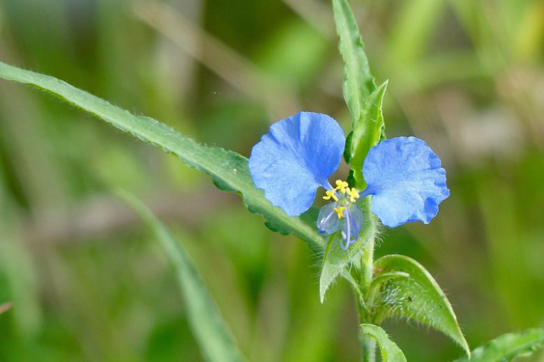 Commelina erecta, Dayflower, Widow's Tears, White-Mouth Dayflower, Slender Dayflower, Scrub Dayflower, Blue Flowers, Purple Flowers, Blue Perennial