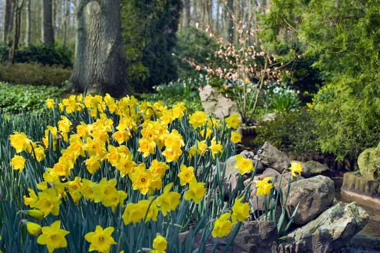 Narcissus Dutch master, Daffodil 'Dutch Master', Trumpet Daffodil 'Dutch Master', Trumpet Daffodil, Spring Bulbs, Spring Flowers, Trumpet Narcissus group, yellow flowers, spring flowering bulbs, award-winning daffodil