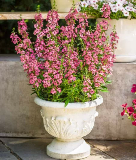 Angelonia 'Angelface Perfectly Pink', Summer Snapdragon 'Angelface Perfectly Pink', Angelface Perfectly Pink Summer Snapdragon, Angelonia hybrid 'ANWEDG116', Pink Angelonia, Pink Flowers