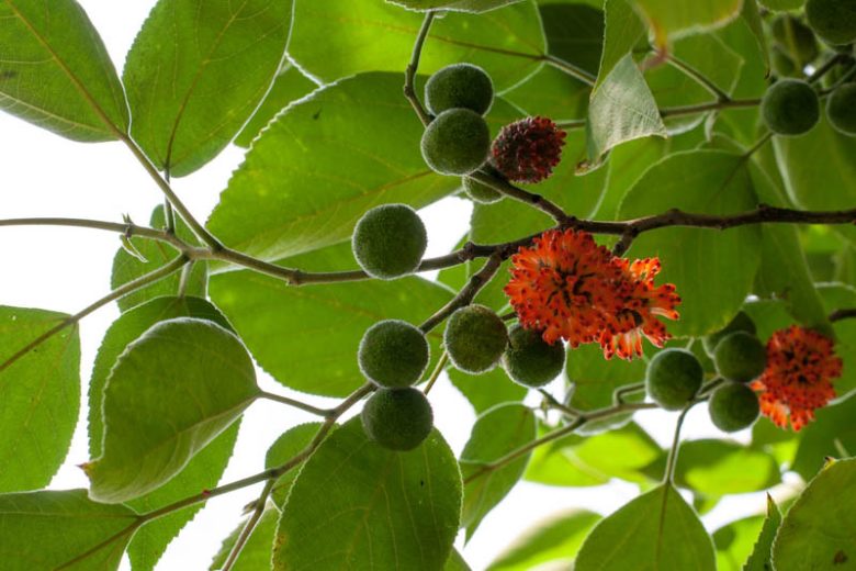 Broussonetia papyrifera, Paper Mulberry, Kapa, Wauke, Morus papyfera, Tree with fall color, Fall color, Attractive bark Tree