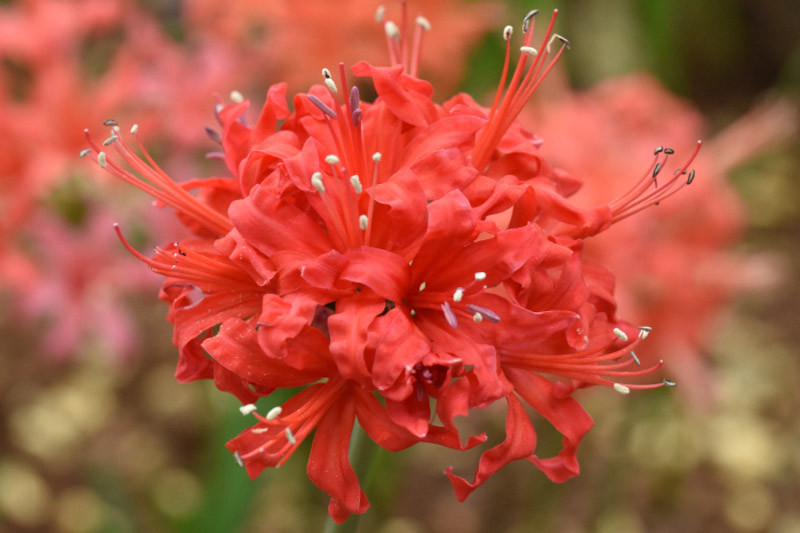 Nerine, Guernsey Lily, Cape Flower, Japanese Spider Lily, Cornish Lily, Jersey Lily, Bowden Lily, Jersey Lily, Narcissus of Japan, Spider Lily