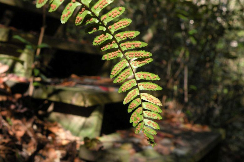 Asplenium platyneuron, Ebony SpleenwortShade plants, shade perennial, plants for shade, plants for wet soil