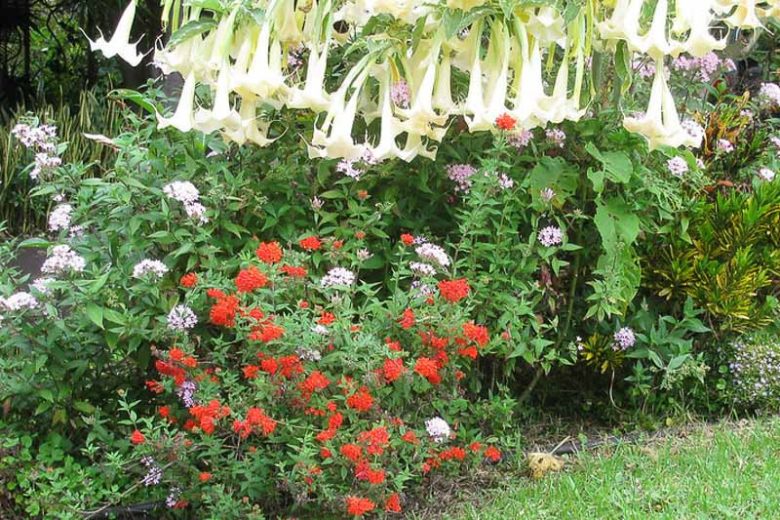 Bouvardia ternifolia, Scarlet Bouvardia, Firecracker Bush, Trompetilla, Clavillo, Trumpet Flower, Scarlet Hummingbird Flower, Red Flowers