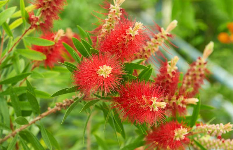 Callistemon, Bottlebrush, Lemon Bottlebrush, Crimson Bottlebrush, Weeping Bottlebrush, Callistemon citrinus, Callistemon viminalis, Callistemon pallidus