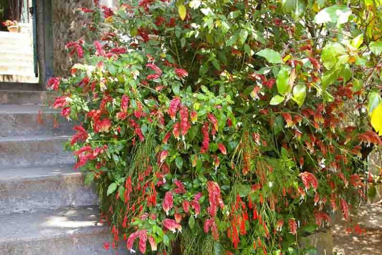 Justicia brandegeeana, Shrimp Plant, Brazilian Shower Plant, Caterpillars, False Hop, Fountain Plant, Lobster Plant, Mexican Shrimp Plant, Shrimp Bush, Flowering Shrub, Red Flowers, Pink Flowers