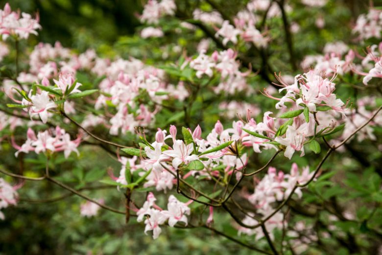 Rhododendron periclymenoides