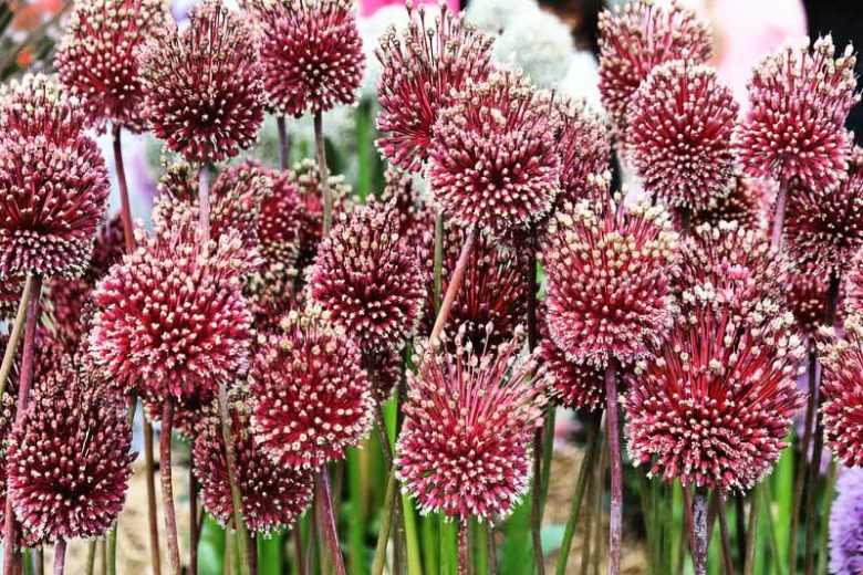 Allium amethystinum 'Red Mohican', Amethyst Allium 'Red Mohican', Ornamental Onion 'Red Mohican', Red Allium, Tall Red Allium, Spring Bulbs, Spring Flowers