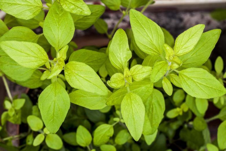 Origanum vulgare 'Aureum', Golden Oregano, Golden Marjory, Oregano 'Aureum', Wild Marjoram 'Aureum', English Marjoram 'Aureum', Grove Marjoram 'Aureum', Pot Marjoram 'Aureum', Wintersweet 'Aureum'