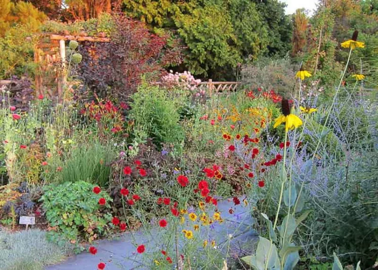 Rudbeckia maxima, Giant Coneflower, Great Coneflower, Giant Brown-eyed Susan, Cabbage Coneflower, Tall Coneflower, Tall Rudbeckia