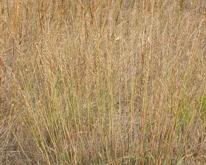 Bouteloua curtipendula, Side Oats Grass, Side Oats Grama, Sideoats Grama, Banderilla, Banderita, Navajita, Ornamental Grass, Perennial grass, Drought tolerant grass
