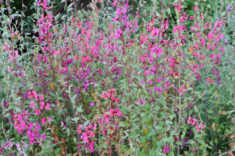 Clarkia unguiculata, Elegant Clarkia, Elegant Fairyfan, Mountain Garland, Clarkia elegans, Purple Flowers, Pink Flowers