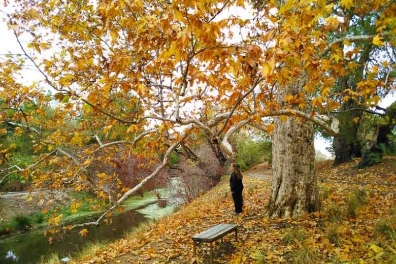 Platanus racemosa, California Sycamore, Western Sycamore, Aliso, Deciduous Tree, Fall Color