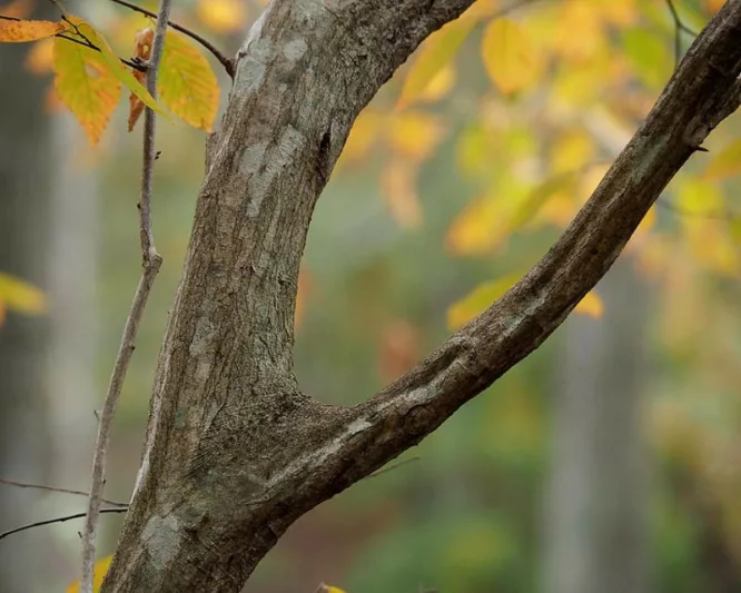 Carpinus caroliniana, American Hornbeam, Blue Beech, Water Beech, Musclewood, Ironwood, Tree with fall color, Fall color, Attractive bark Tree