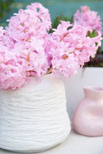 Hyacinthus Orientalis 'Anna Marie', Hyacinthus Orientalis 'Anne Marie', Hyacinth 'Anne Marie', Hyacinth 'Anna Marie', Dutch Hyacinth, Hyacinthus Orientalis, Common Hyacinth, Spring Bulbs, Spring Flowers, pink hyacinth,early spring bloomer, mid spring bloo