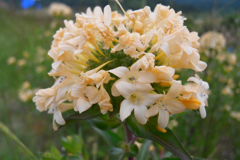 Collomia grandiflora, Large Flowered Collomia, Grand Collomia, Large-flower Mountain-Trumpet, Collomia