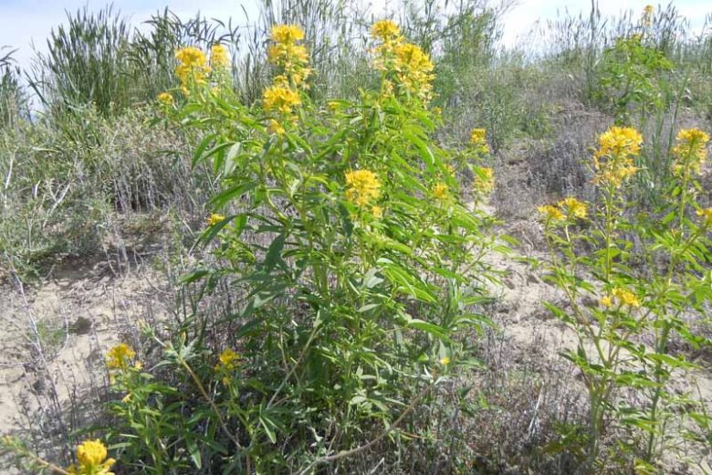 Cleome lutea, Yellow Spiderflower, Yellow Spider-flower, Yellow Beeplant, Yellow Caper, Golden Caper, Tall Annual Flowers, Tall Flowers, Yellow annuals, Yellow Flowers
