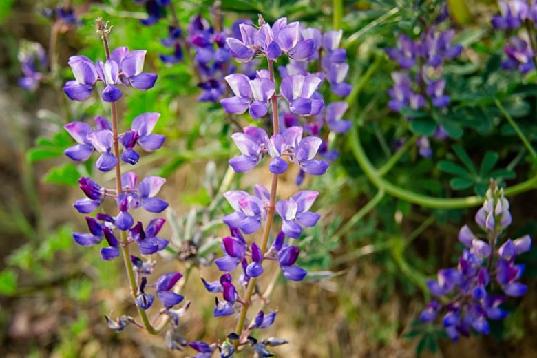 Lupinus succulentus, Hollowleaf Annual Lupine, Hollow-leaf Annual Lupine, Arroyo Lupine, Succulent Lupine, Blue Flowers, Blue annual