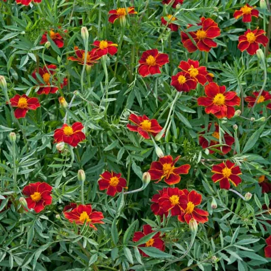 Tagetes Patula 'Burning Embers', French Marigold 'Burning Embers', Red Marigold, Red Marigolds