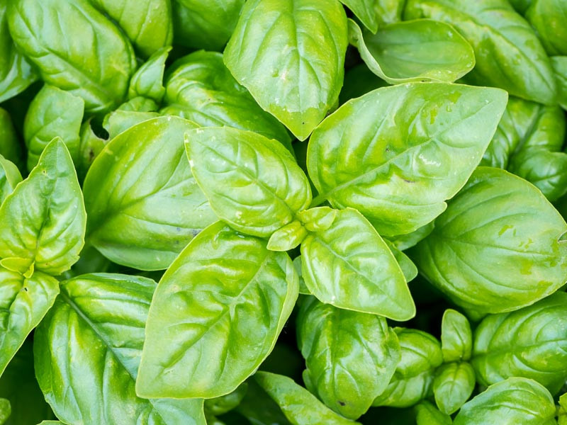 Ocimum, Basil, Sweet Basil, Thai Basil, Lemon Basil, Genovese Basil, Cinnemon Basil, Anise Basil, Purple Basil, Holy Basil