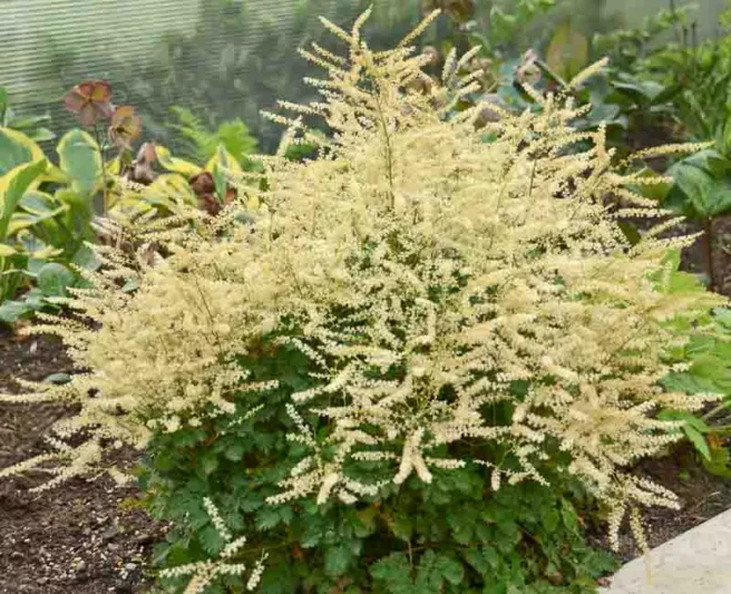 Aruncus Chantilly Lace, Goat's Beard Chantilly Lace, Goatsbeard Chantilly Lace, Aruncus Sylvestris, Spirea Aruncus, White Flowers, Shade Plant, Plants for Shade, Plants for wet soils