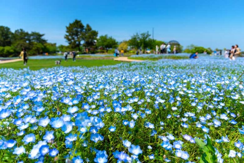 Nemophila menziesii, Baby Blue Eyes, Menzies Baby Blue Eyes, Nemophila insignis, Blue Flowers, Blue Groundcover, Blue Ground Cover