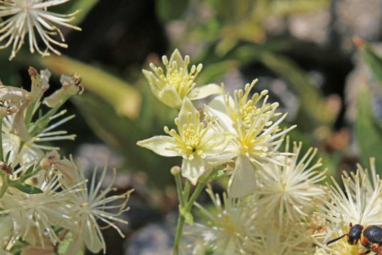 Clematis ligusticifolia, Western White Clematis, Virgin's Bower, Pepper Vine, Hierba De Chivo, White clematis, disease resistant clematis