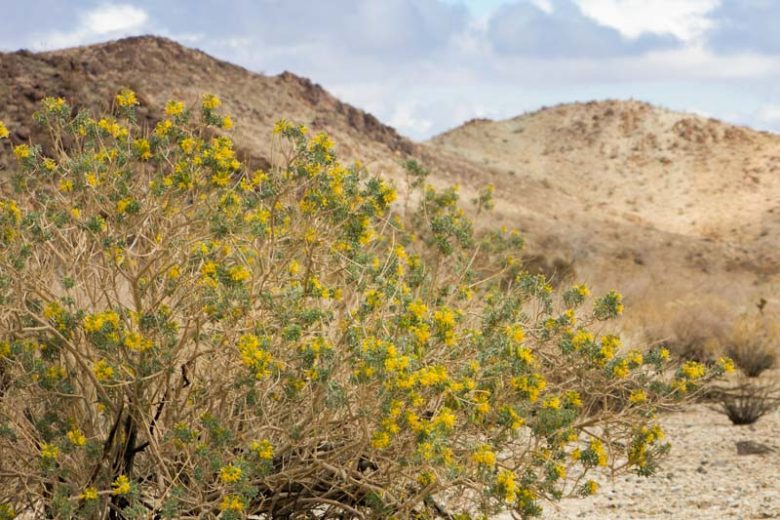 Cleome isomeris, Bladderpod, Bladderpod Spiderflower, Bladderbush, Burro-Fat, Isomeris arborea, Peritoma arborea, Yellow Shrub, Yellow Flowers