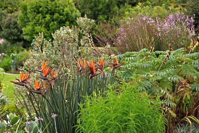 Strelitzia juncea, Bird of Paradise, Strelitzia, Crane Flower, Bird of Paradise Flower, Narrow-leaved Bird of Paradise, Rush-leaved Strelitzia