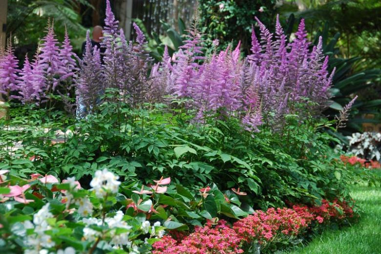 Courtesy Botanik FotoAstilbe x Arendsii 'Amethyst', Astilbe Amethyst information, Amethyst Astilbe information, False Spirea Amethyst information, Purple astilbe, lavender astilbe