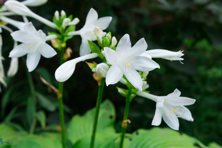 Hosta Big Daddy, Plantain Lily Big Daddy, Big Daddy Hosta', Blue Hosta, Shade perennials, Plants for shade