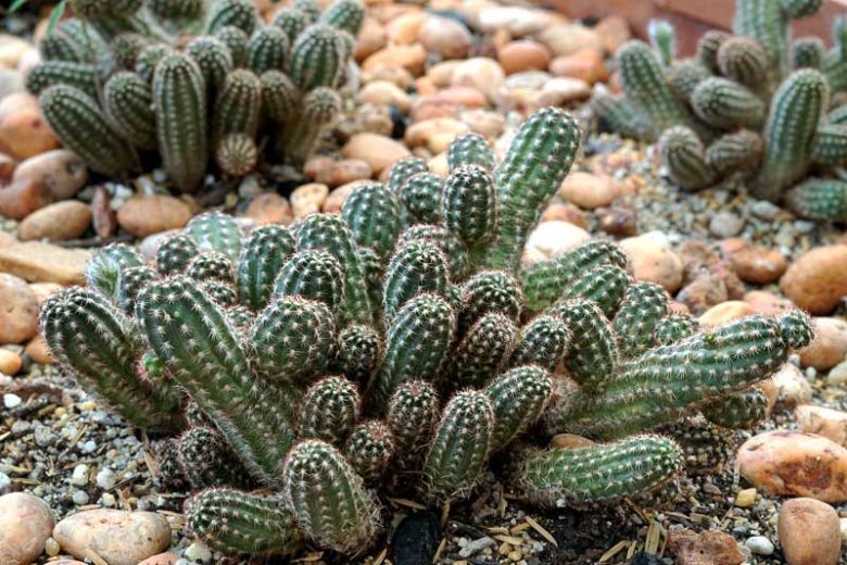 Echinopsis chamaecereus, Peanut Cactus, Chamaecereus silvestrii, Chamaecereus silvestrii crassicaule, Cereus silvestrii, Lobivia silvestrii