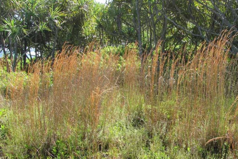 Andropogon virginicus, Broom Sedge, Broomsedge, Broomsedge Bluestem, Yellowsedge Bluestem, Whiskey Grass, Popotillo Pajon, Ornamental Grass
